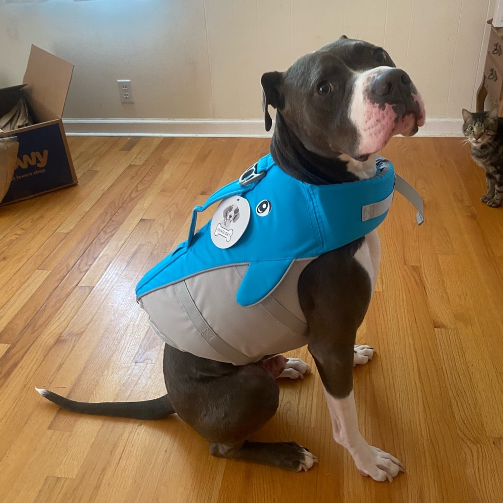 Dog life jacket